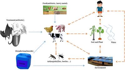 The Influencing Factors of Bacterial Resistance Related to Livestock Farm: Sources and Mechanisms
